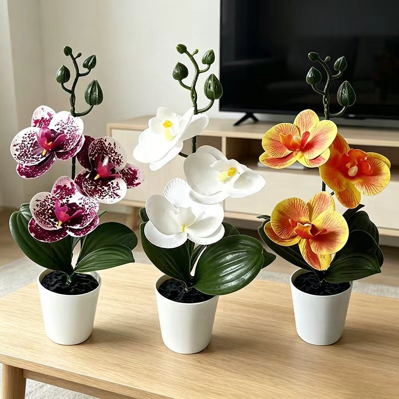 Badminton Live - Mini orquídea borboleta em vaso com