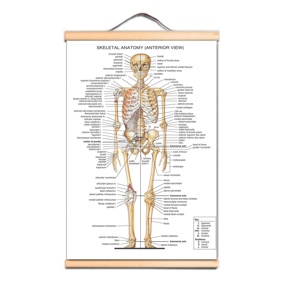 Badminton Poster - Pôsteres de Anatomia Esquelética Humana, Gravuras