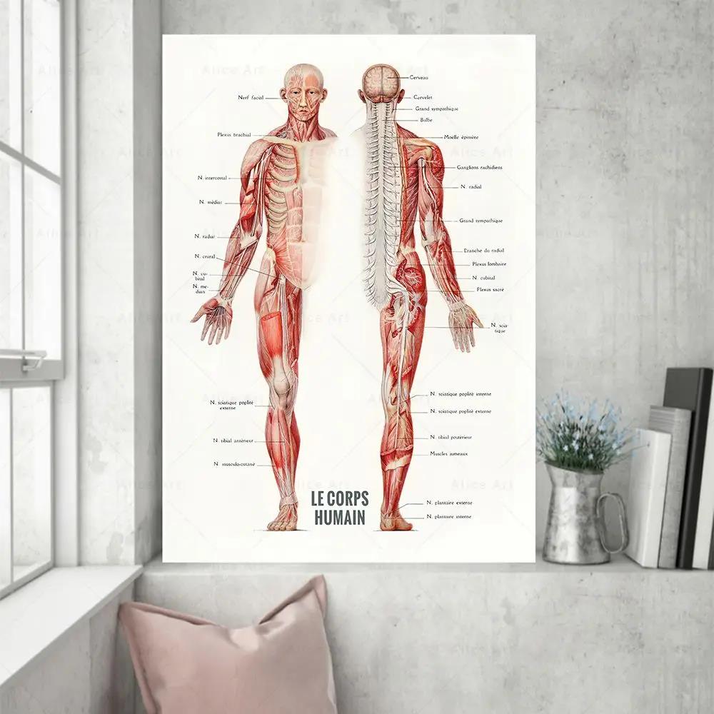 Badminton Poster - Músculo humano musculação anatomia cartaz da