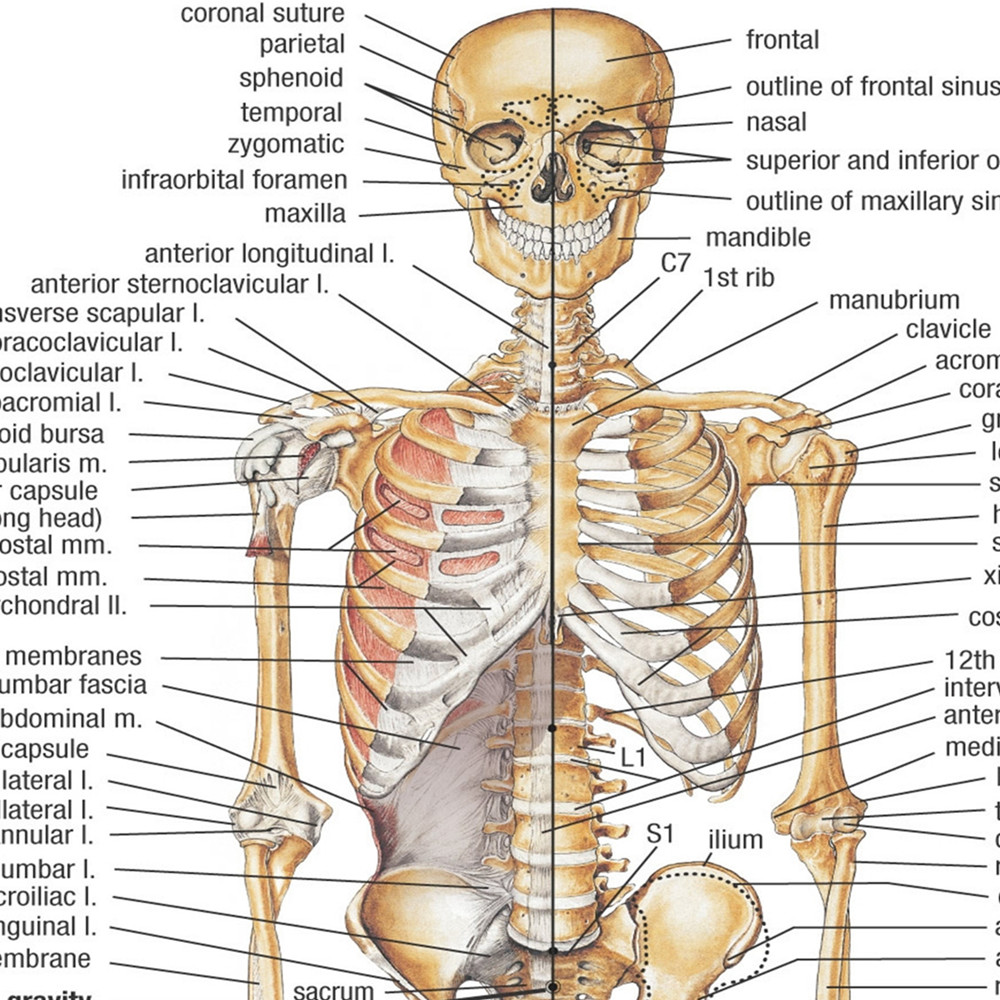 Pôsteres de Anatomia Esqueléti - Badminton Poster avaliação e preço