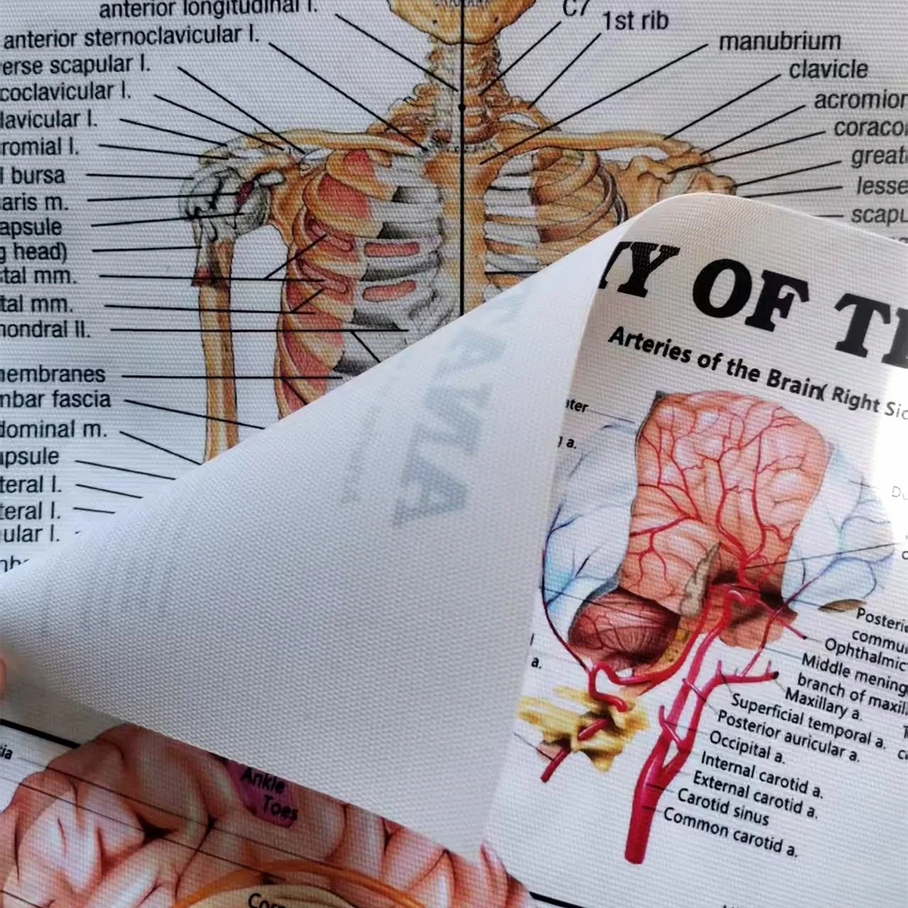 Pôsteres de Anatomia Esqueléti - Badminton Poster avaliação e preço
