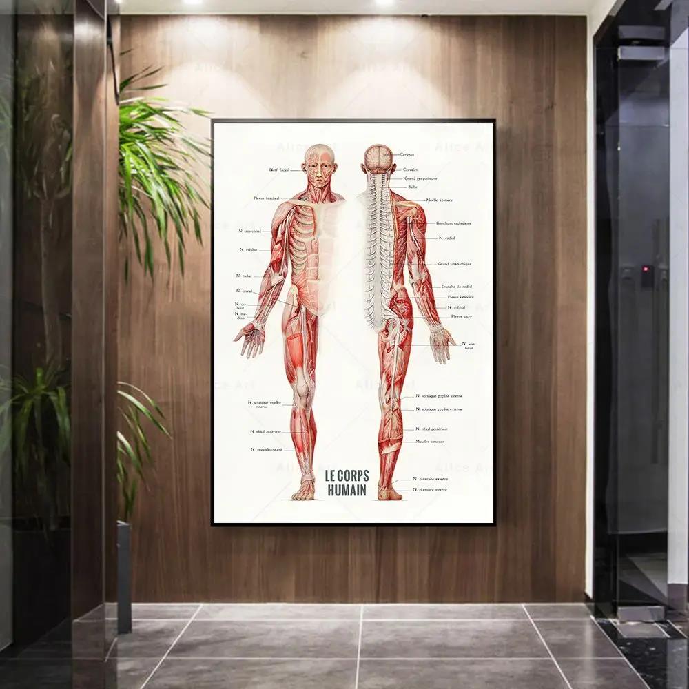 Músculo humano musculação anat - Badminton Poster avaliação e preço